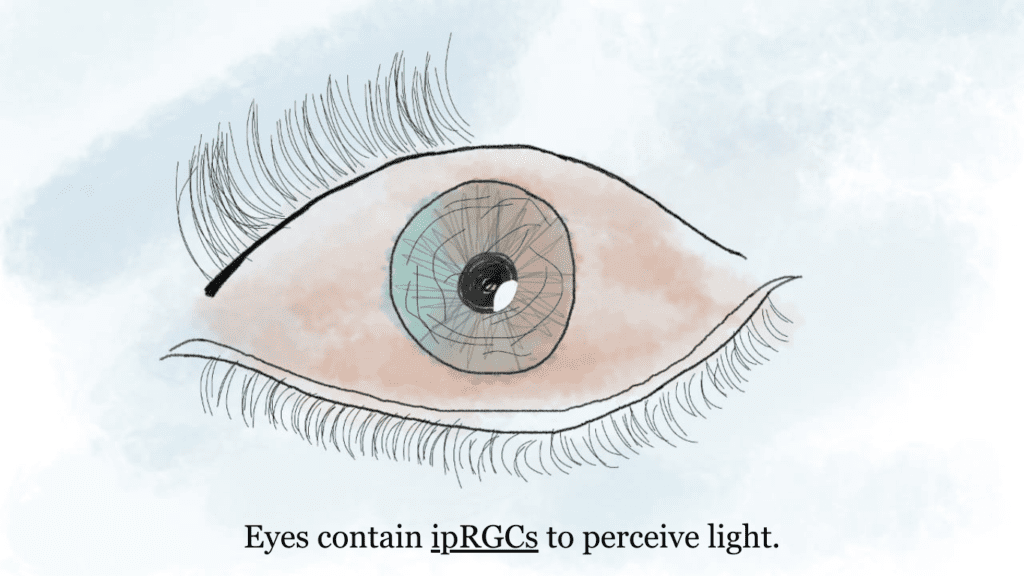 eyes contain pgotosensitive cells to capture light