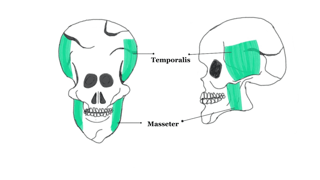 facial exercises for improving masseter and temporalis