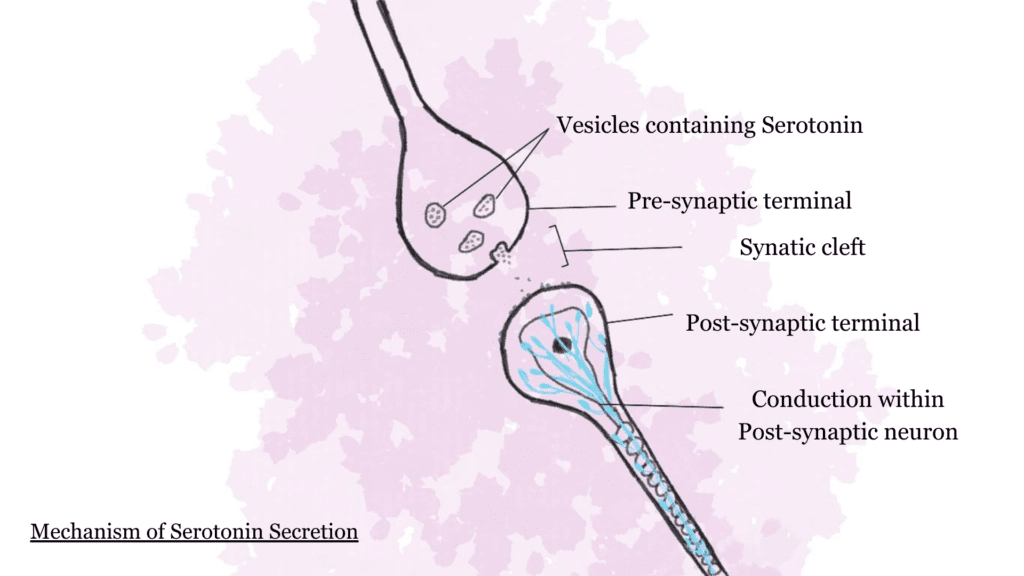 mechanism of serotonin release 