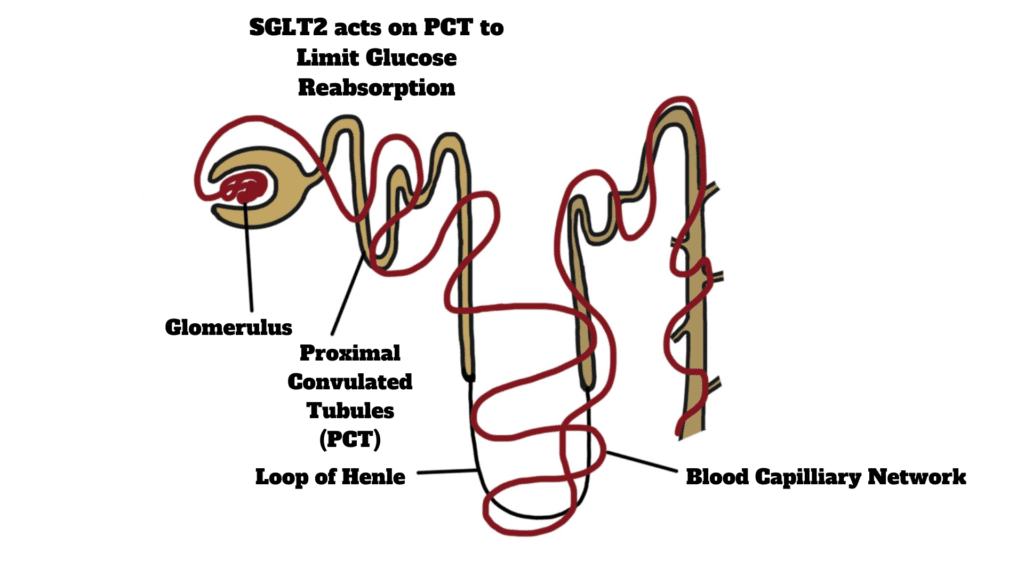 SGLT2 Inhibiter (Diabetic medicine) limit glucose reabsorption and cause glucose efflux with loss of water from the body.