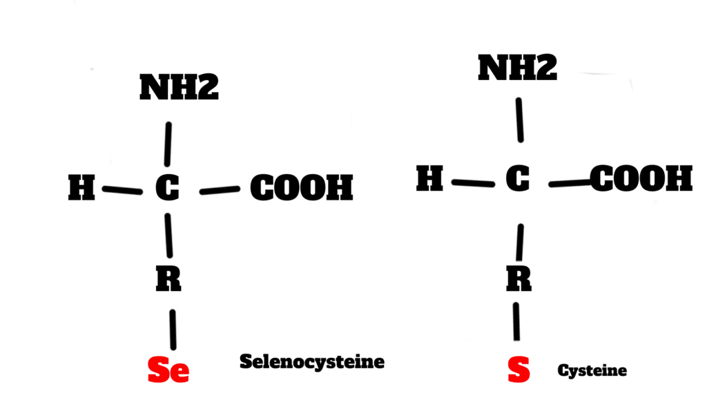 Selenocysteine- a component of glutathione peroxidase