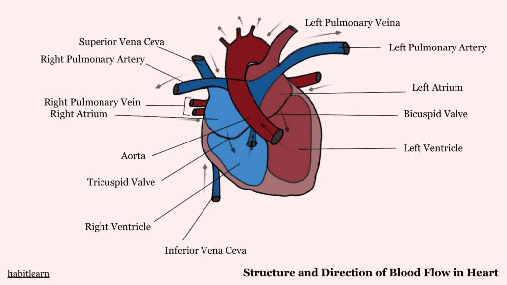 Structure of human heart , how heart works as a double pump