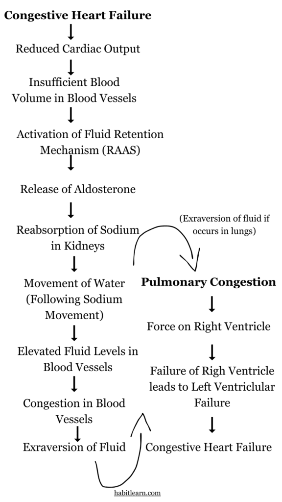 Pulmonary congestion and congestive heart failure exacerbate each other. This interplay progressively directs a person to the declining spiral of health.