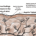 Aspirin acts a pain reliever by lessening the sensation of pain receptors in skin.