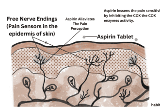 Aspirin acts a pain reliever by lessening the sensation of pain receptors in skin.
