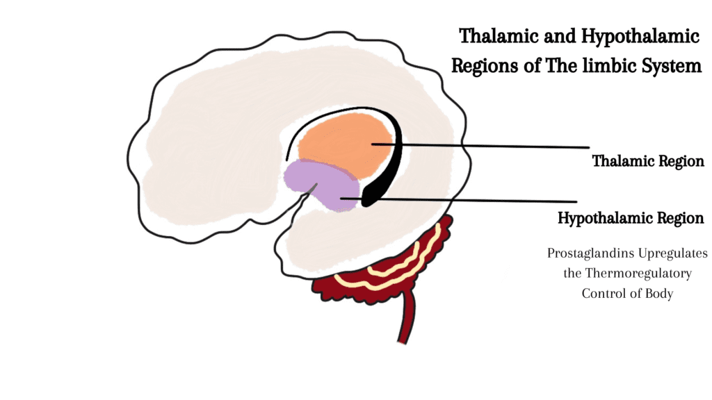 Location of hypothalamus in limbic system that causes a high temperature in fever.