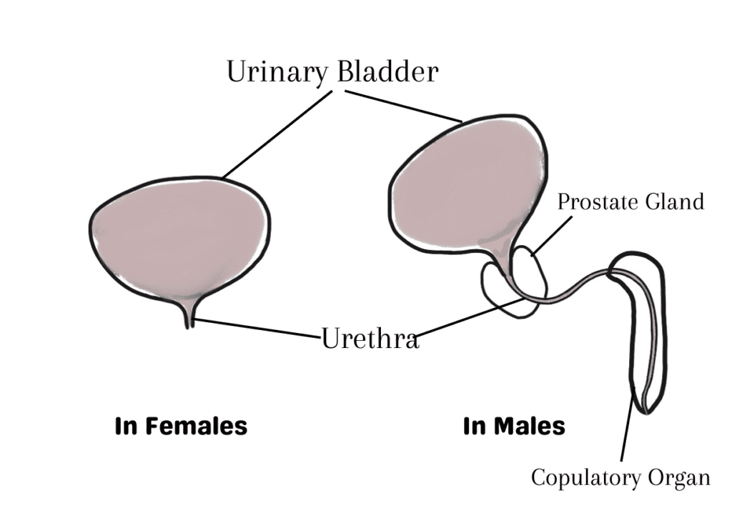 The opening of urethra in males and females