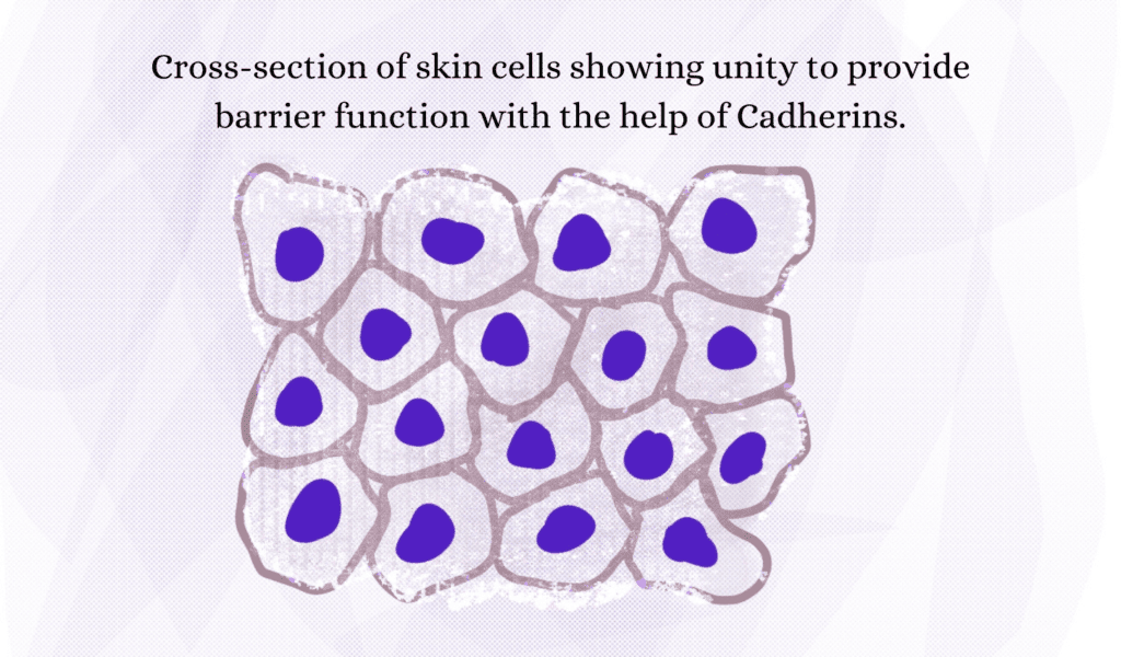 Skin cells integrity by cadherins