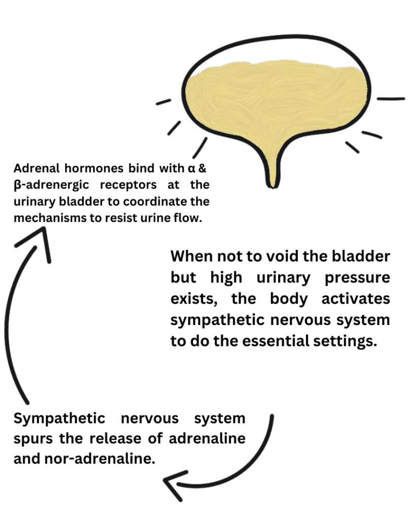 How adrenergic medications make the bladder to hold pee when there is not a desirable time to urinate.