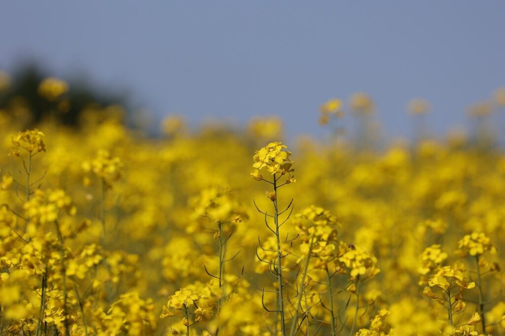 Canola oil is an unsaturated oil with high smoke point as one of the best popping corn oil.
