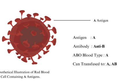 ABO Blood Group System, Transfusion Principles, and General Overview