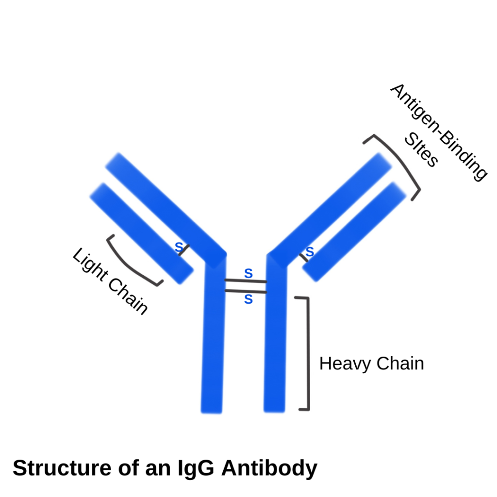 IgG antibody Structure and Testing
